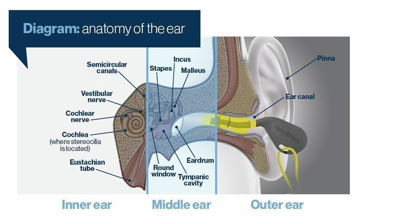 The anatomy of the ear.